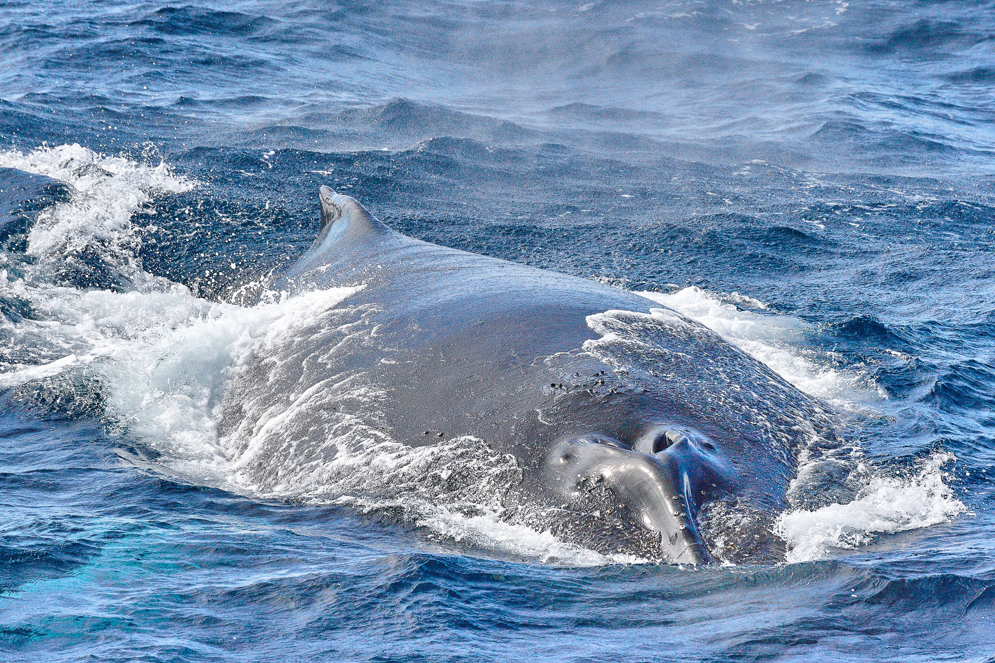 Buckelwale begleiten unser Schiff